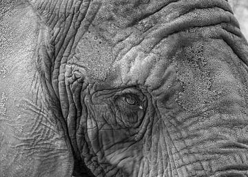 Elephant by Els Hunink