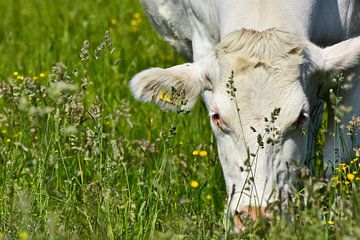 La vie à la campagne sur DeVerviers