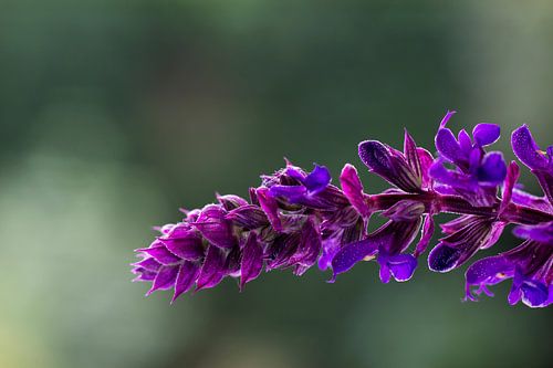 Purple Beauty