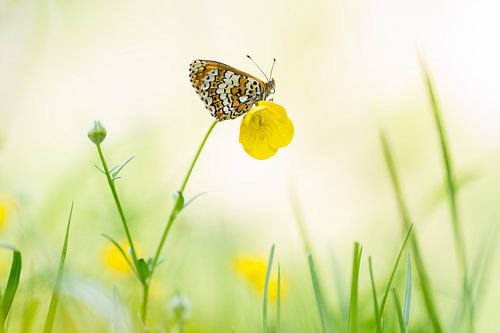 Veldparelmoervlinder op boterbloem