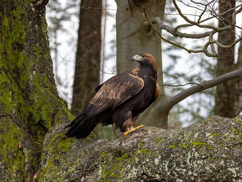 Golden eagle in tree