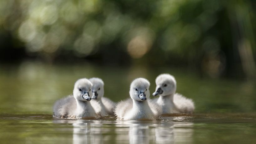 Young swans by Menno Schaefer