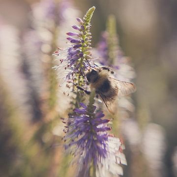 Bumblebee looking for nectar by Karens Fotografie