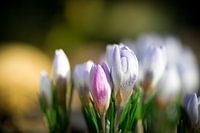 Krokus