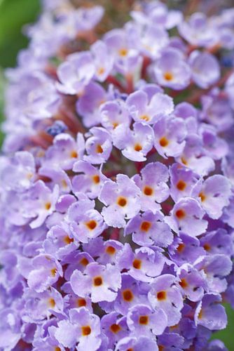 Paarse vlinderstruik bloem