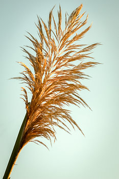 Gras