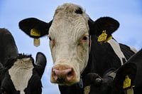 Cows Mow