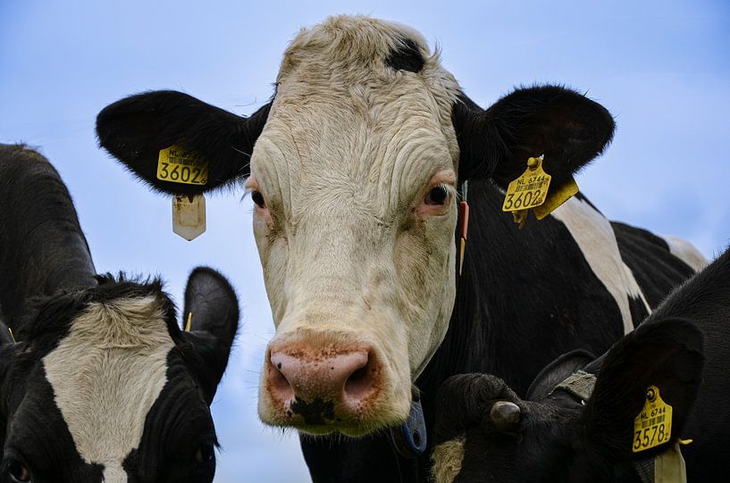 Cows Mow by JessevH Foto's