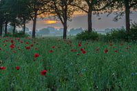 Drenthe Buinen, klaprozen, bewolkte zonsopgang
