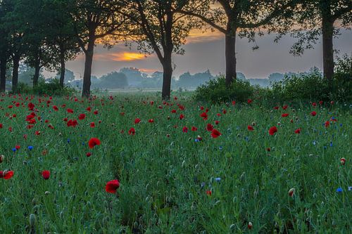 Mohnblumen, bewölkter Sonnenaufgang