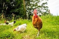Chickens and Rooster in the wild by Roland de Zeeuw fotografie thumbnail