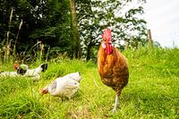 Chickens and Rooster in the wild