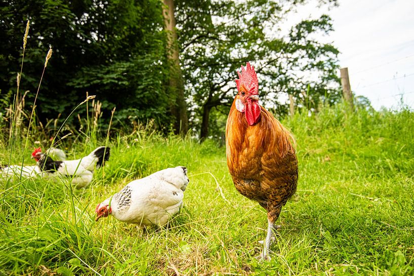 Chickens and Rooster in the wild by Roland de Zeeuw fotografie