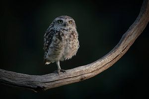 Kaninchenkauz balanciert auf einem Bein auf einem Ast.