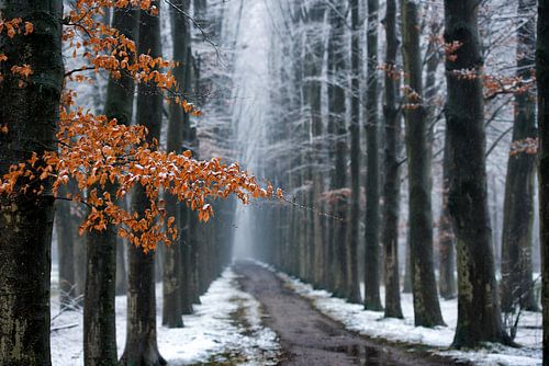 First snow, last leaves