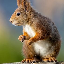 Rotes Eichhörnchen, Punkie, sucht nach einer Nuss von Arjan Warmerdam