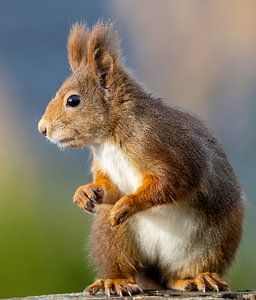 Rotes Eichhörnchen, Punkie, sucht nach einer Nuss von Arjan Warmerdam