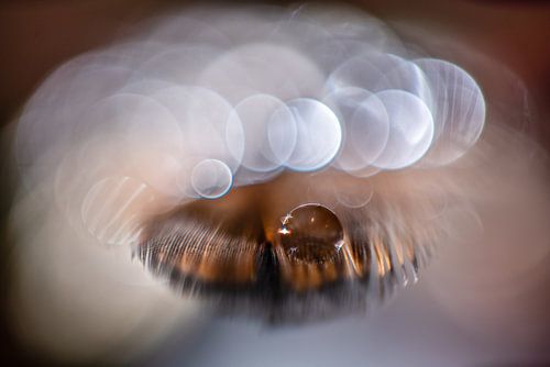 Waterdruppel op een veertje