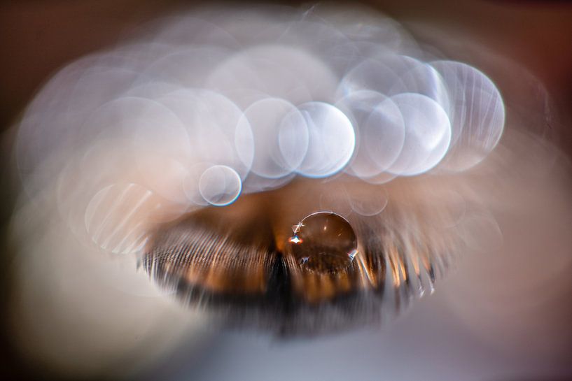 Wassertropfen auf einer Feder von Bert Nijholt