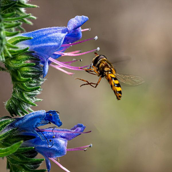 Bee / Wasp / Mosquito by Flatfield