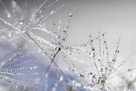 Fleurs de pissenlit délicates parsemées de gouttelettes d'eau sur Nanda Bussers