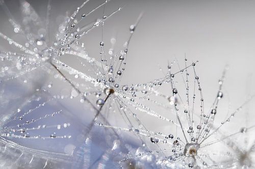 Breekbare paardenbloem pluisjes met waterdruppels van Nanda Bussers