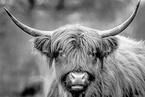 Schottischer Highlander
