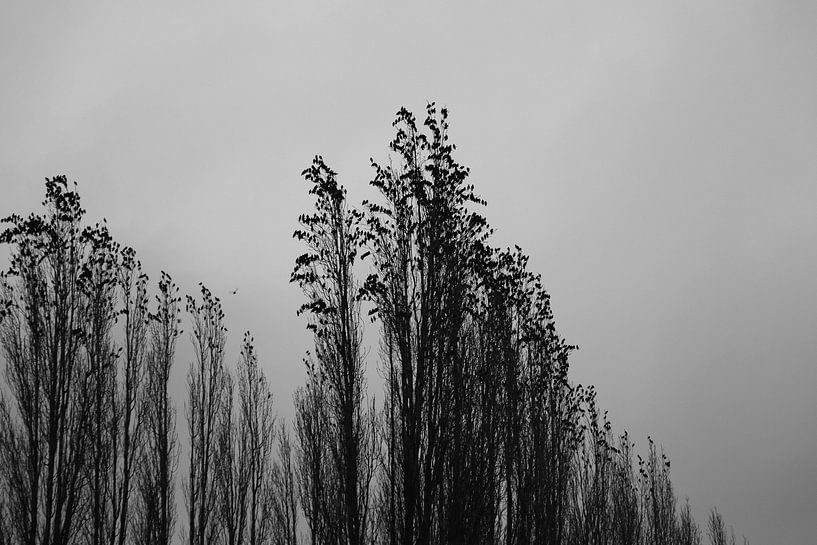 Étourneaux dans un arbre par Felix Van Leusden