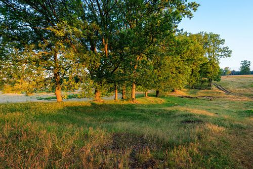 Bomenrij in de zomer bij Plantage Willem III op de Utrechtse Heuvelrug