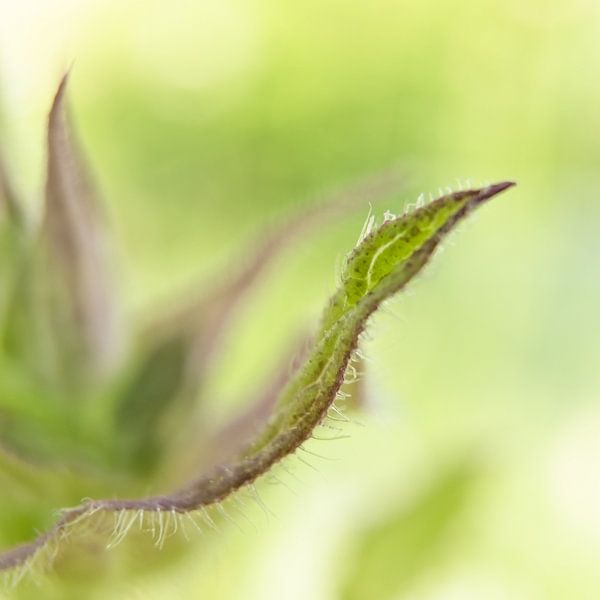 Si proche par MientjeBerkersPhotography