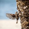 Sparrow with spread wings by Ton de Koning