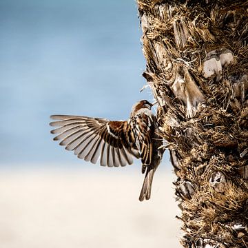 Sparrow with spread wings