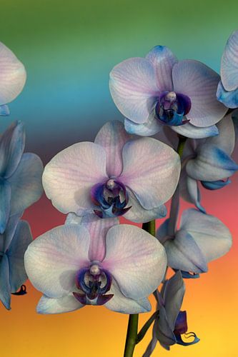 Nahaufnahme einer rosa Orchidee vor einem regenbogenfarbenen Hintergrund