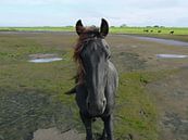 31. Buitendijks gebied, Noarderleech, Fries paard. van Alies werk thumbnail