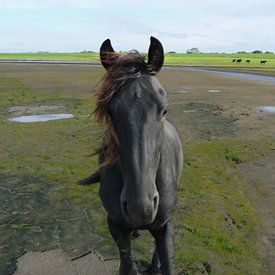 31. Buitendijks gebied, Noarderleech, Fries paard. van Alies werk