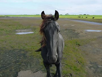 31. Outdoor area, Noarderleech, Frisian horse.