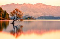 That Wanaka Tree Sunrise