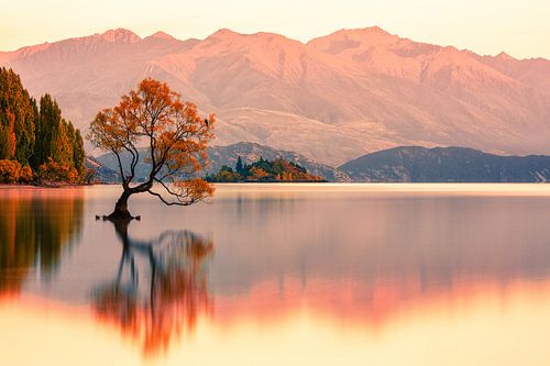 Der Wanaka-Baum Sonnenaufgang