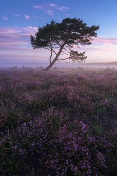 Bussumerheide am Morgen von Jeroen Lagerwerf