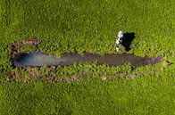Dronefoto: Koe in de Weide van Freek van den Bergh thumbnail