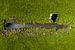 Dronefoto: Koe in de Weide van Freek van den Bergh