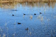Watervogels in een meertje van het natuurgebied El Hondo in Spanje van Gert Bunt thumbnail