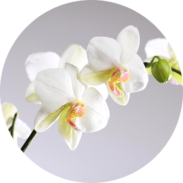 Witte orchideeën van Karina Baumgart