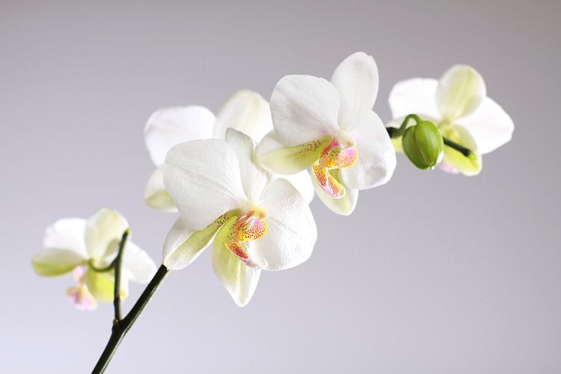 Weiße Orchideen von Karina Gebert