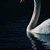 Porträt eines schwimmenden Schwans von Angelique Morees