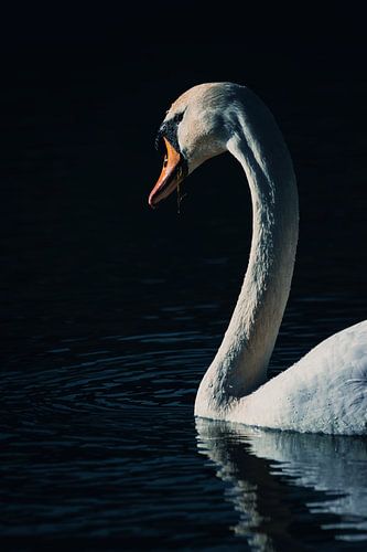 Portret van een zwemmende zwaan
