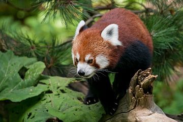 Kleine Panda : Ouwehands Dierenpark van Loek Lobel