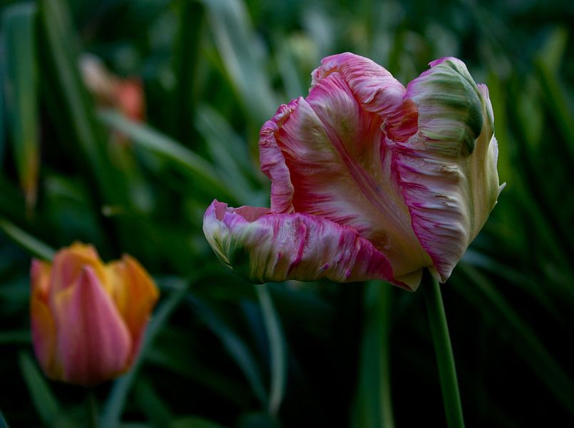 Tulp van YVON Bilderbeek