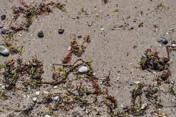 Muscheln und Seetang  im Sand