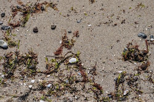 Muscheln und Seetang  im Sand